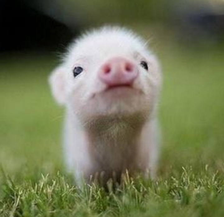 bébé animal