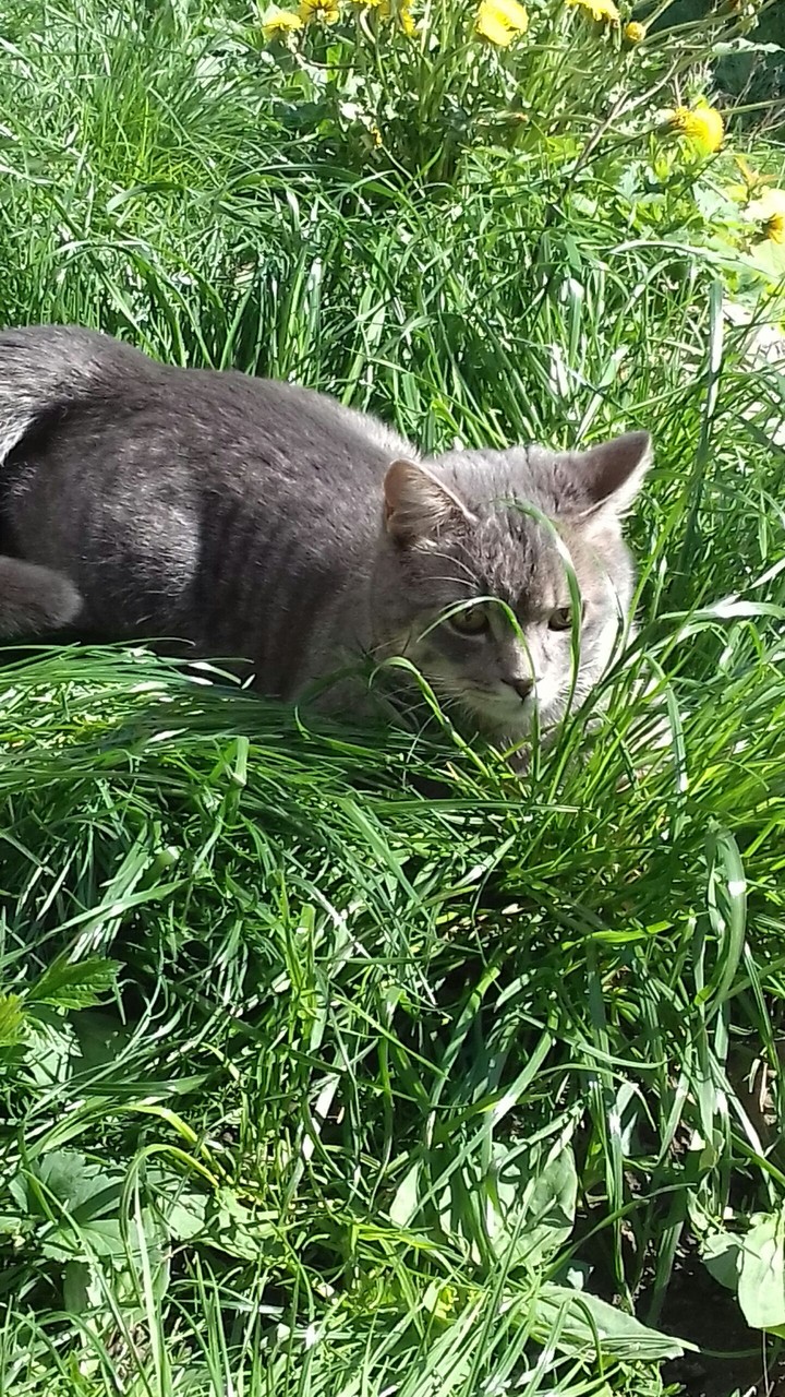 котик в траве