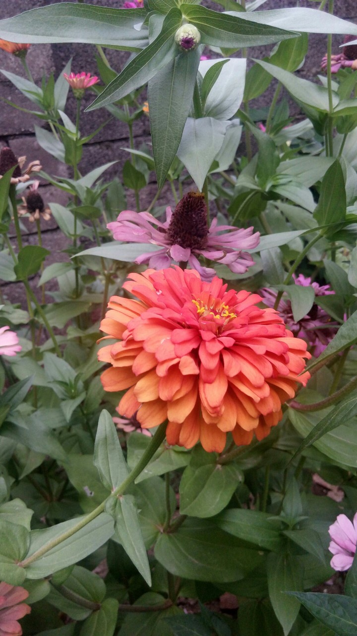fire flower