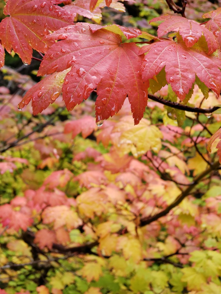 autumn leaves