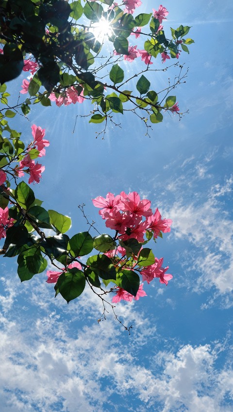 Nature's art