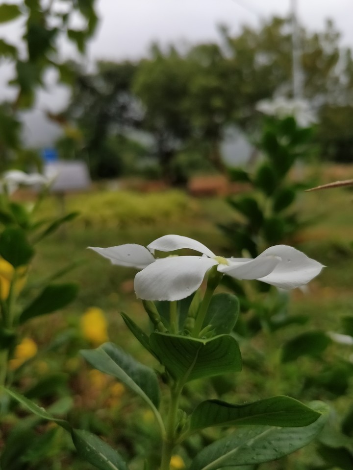 Flower