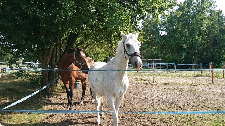 horses