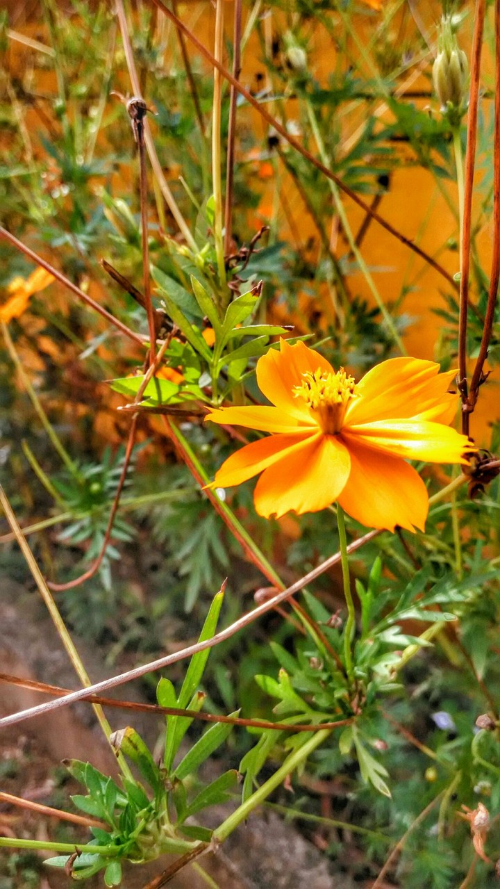 beauty of nature mj photopgraphy