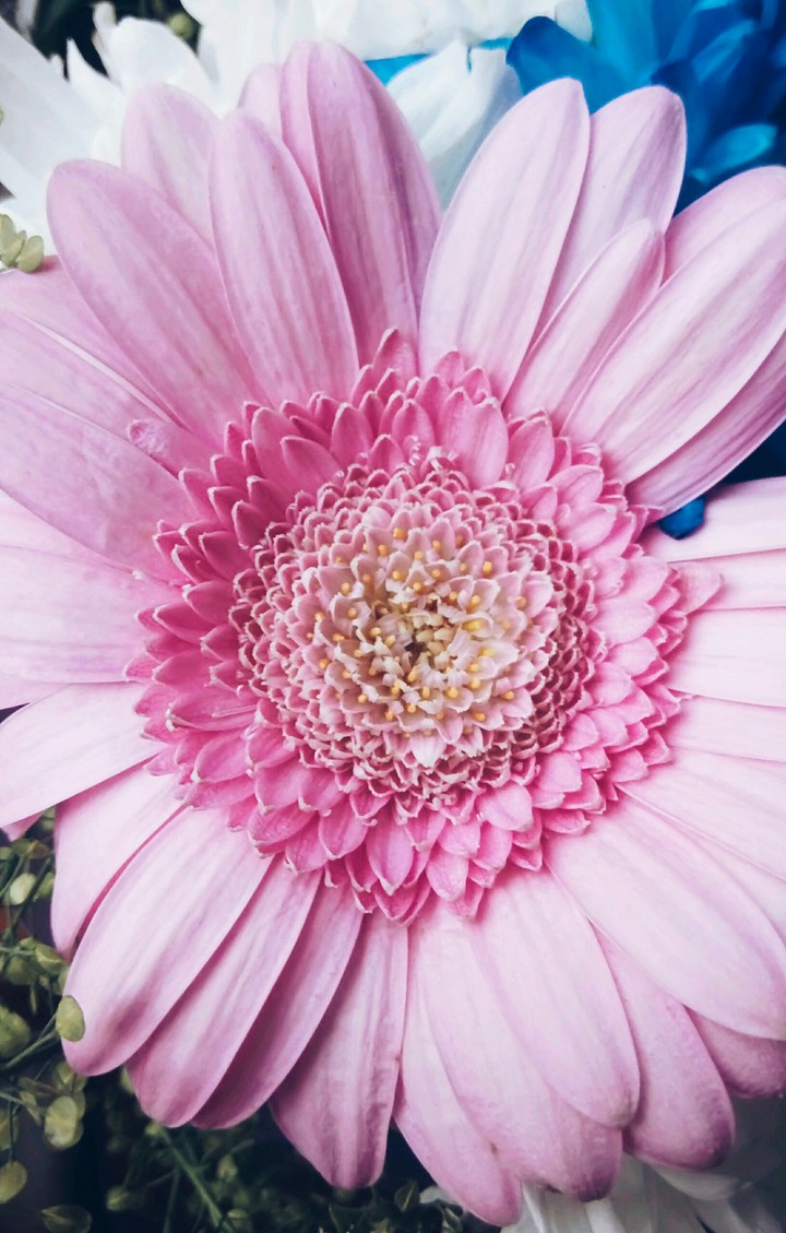 gerbera