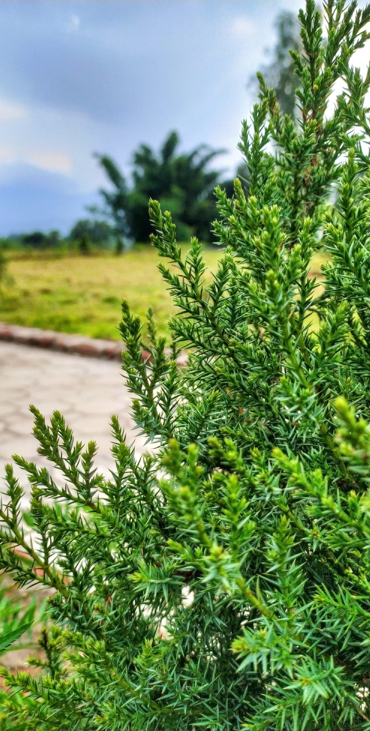 Juniper