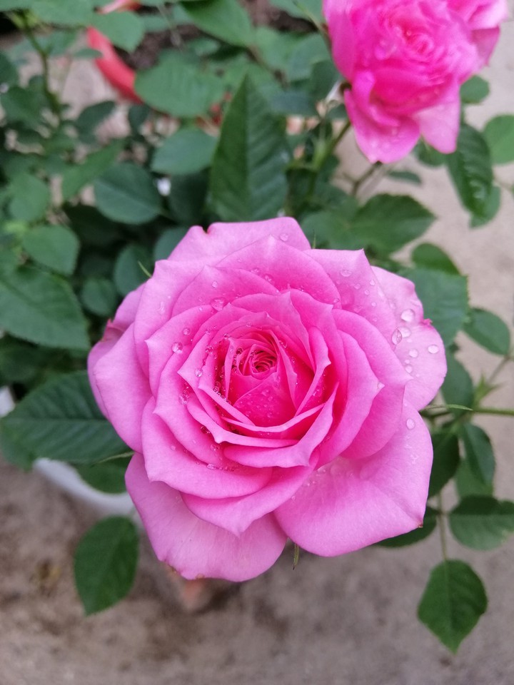 Love roses
