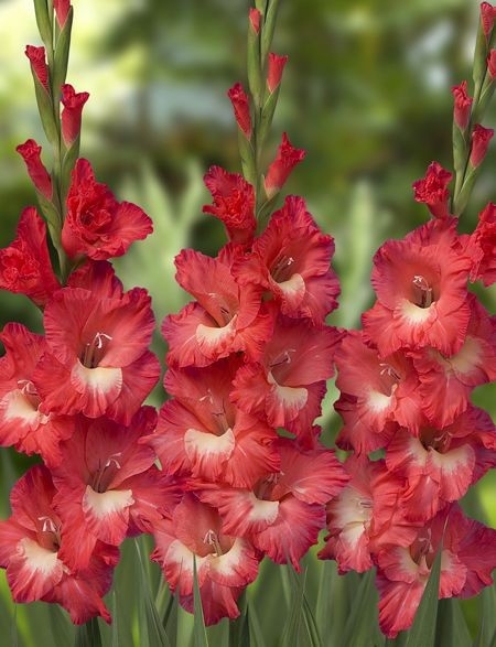 gladiolus