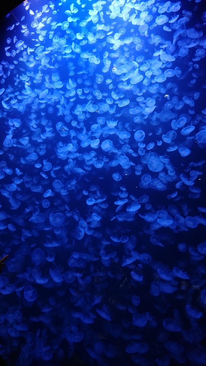 jellyfish