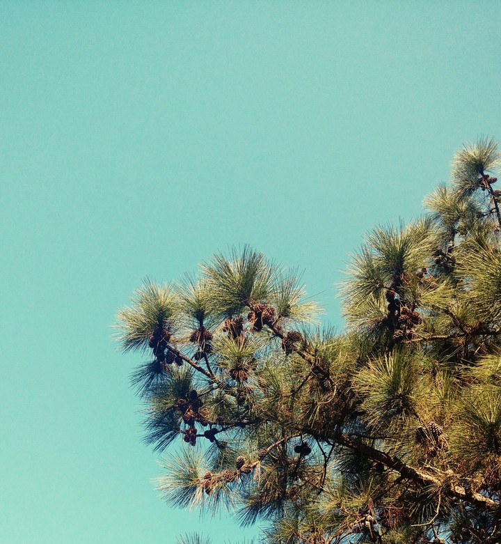 tree and the sky