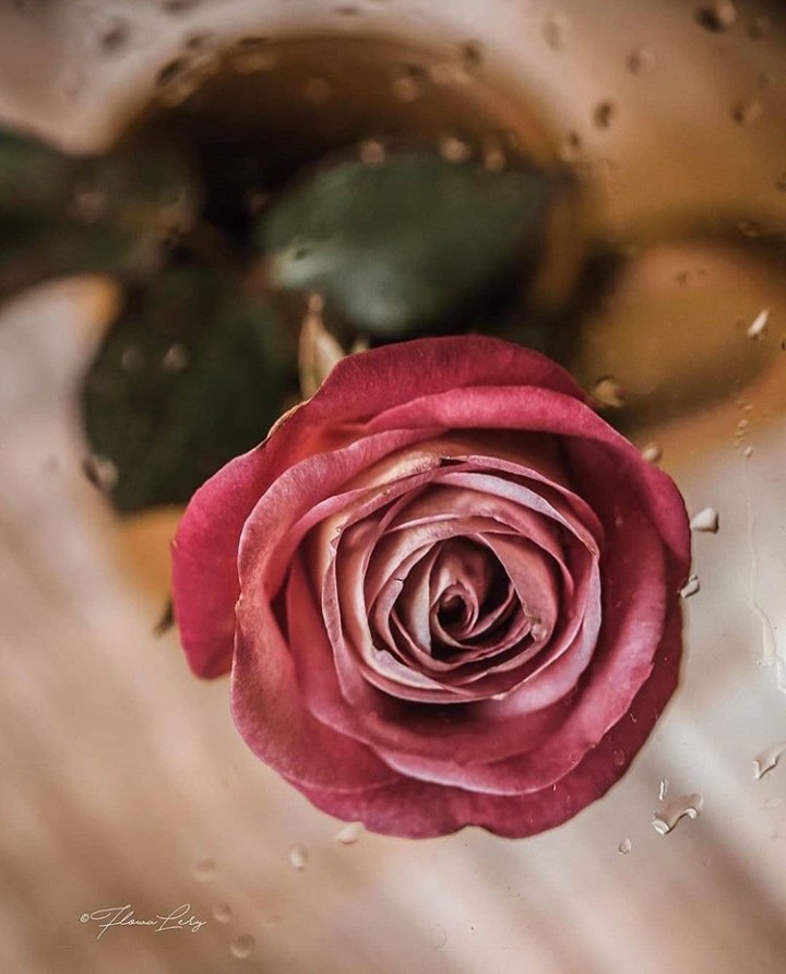 Rose