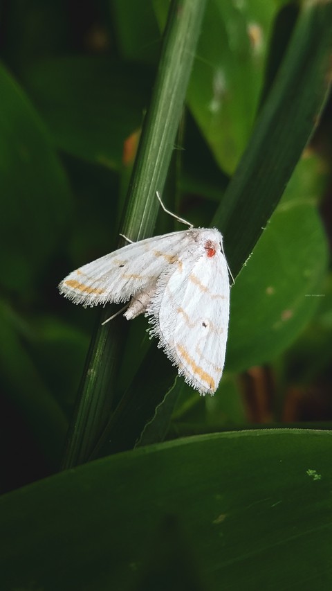 The Moth