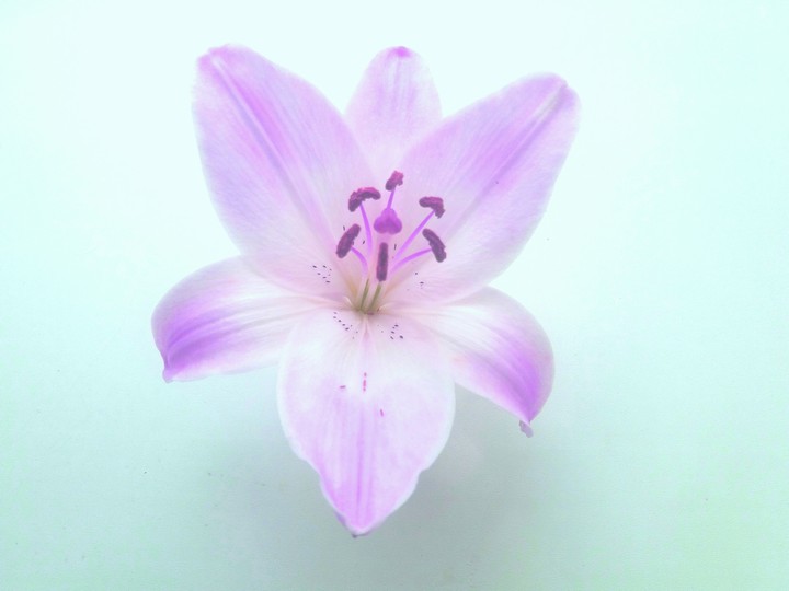 The lily