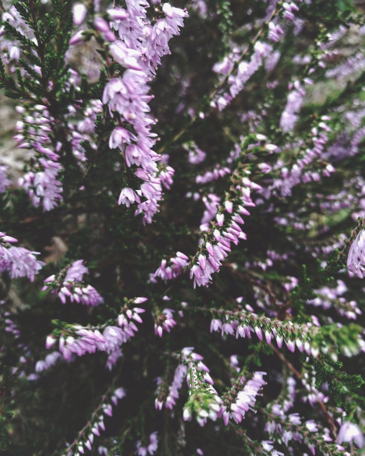 blossoms.