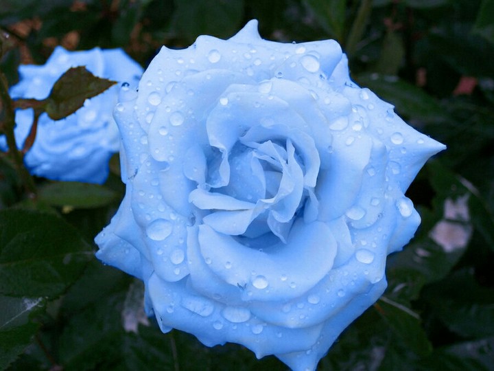 flower