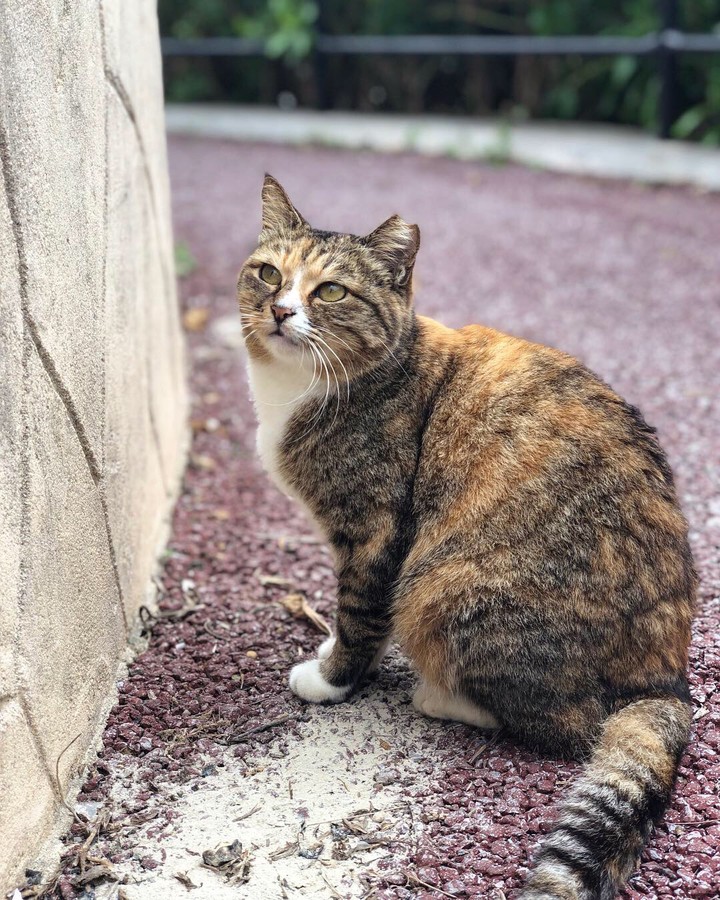 cat