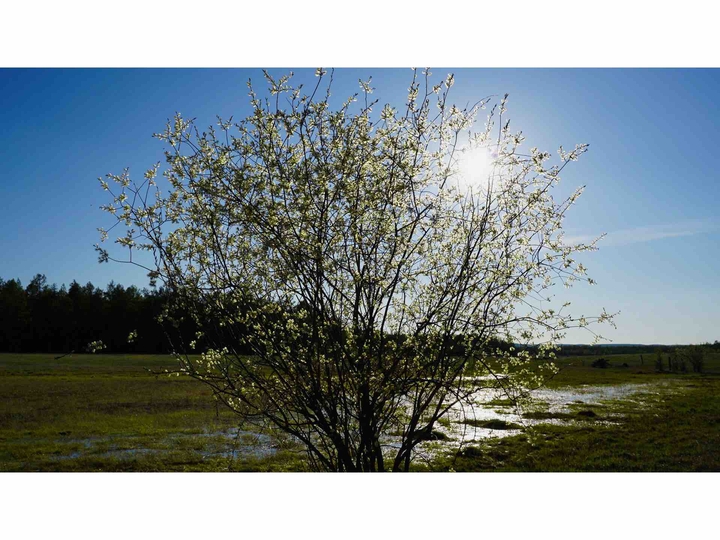 Spring tree