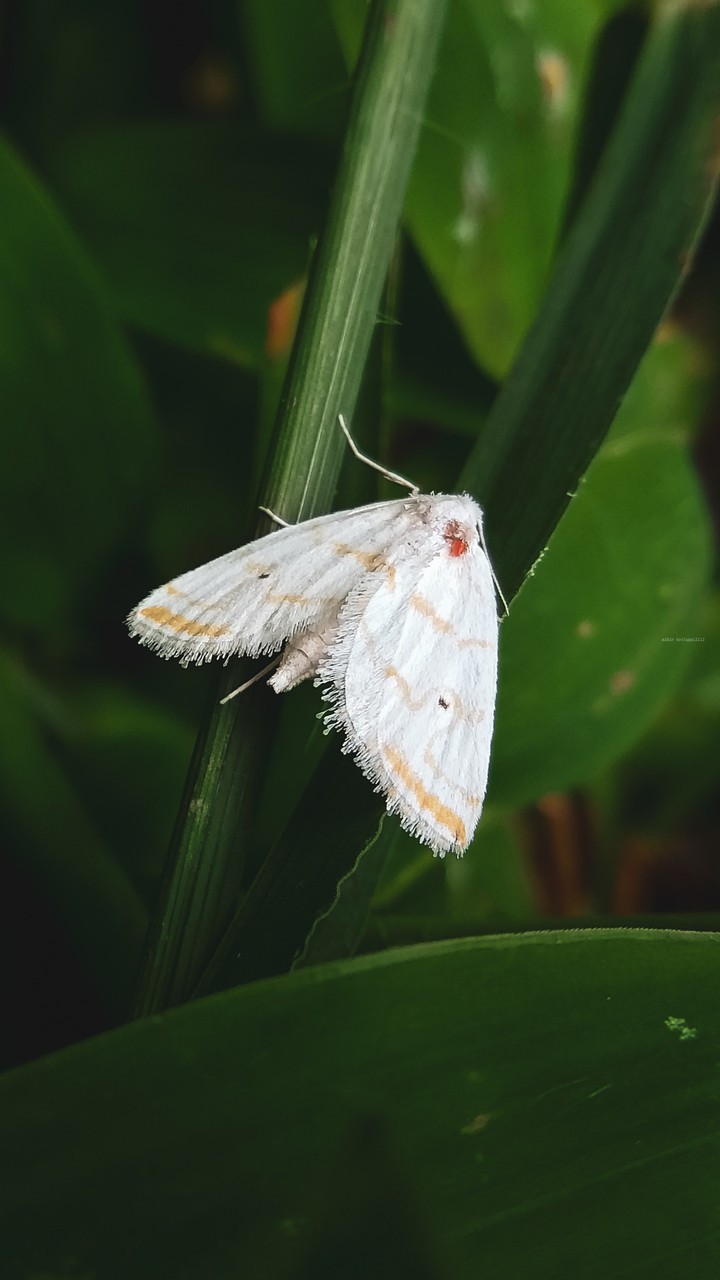 The Moth