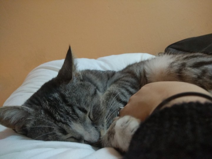 Кошка