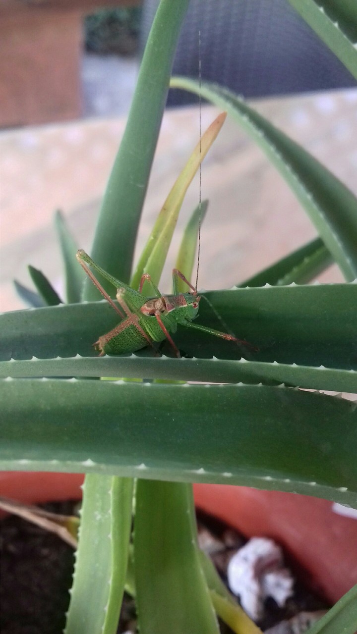 grasshoer