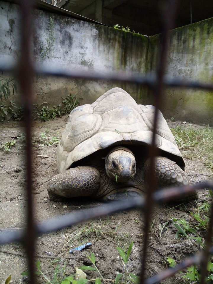Tortoise
