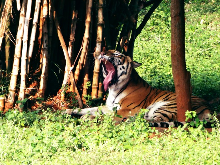 Tiger in Zoo