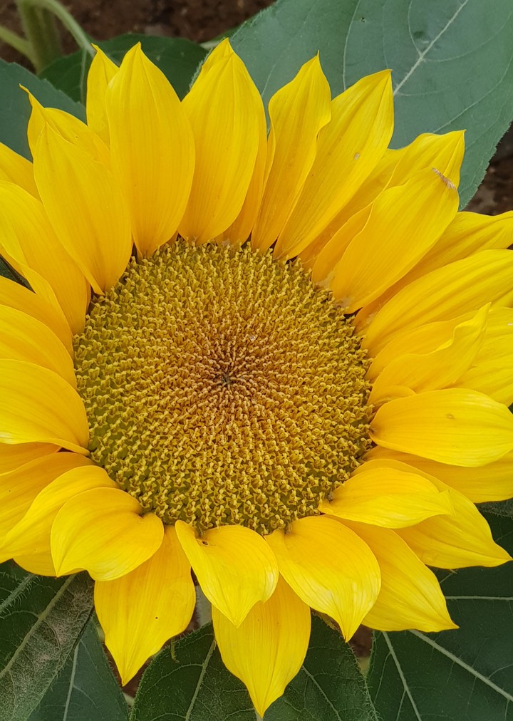sun flower