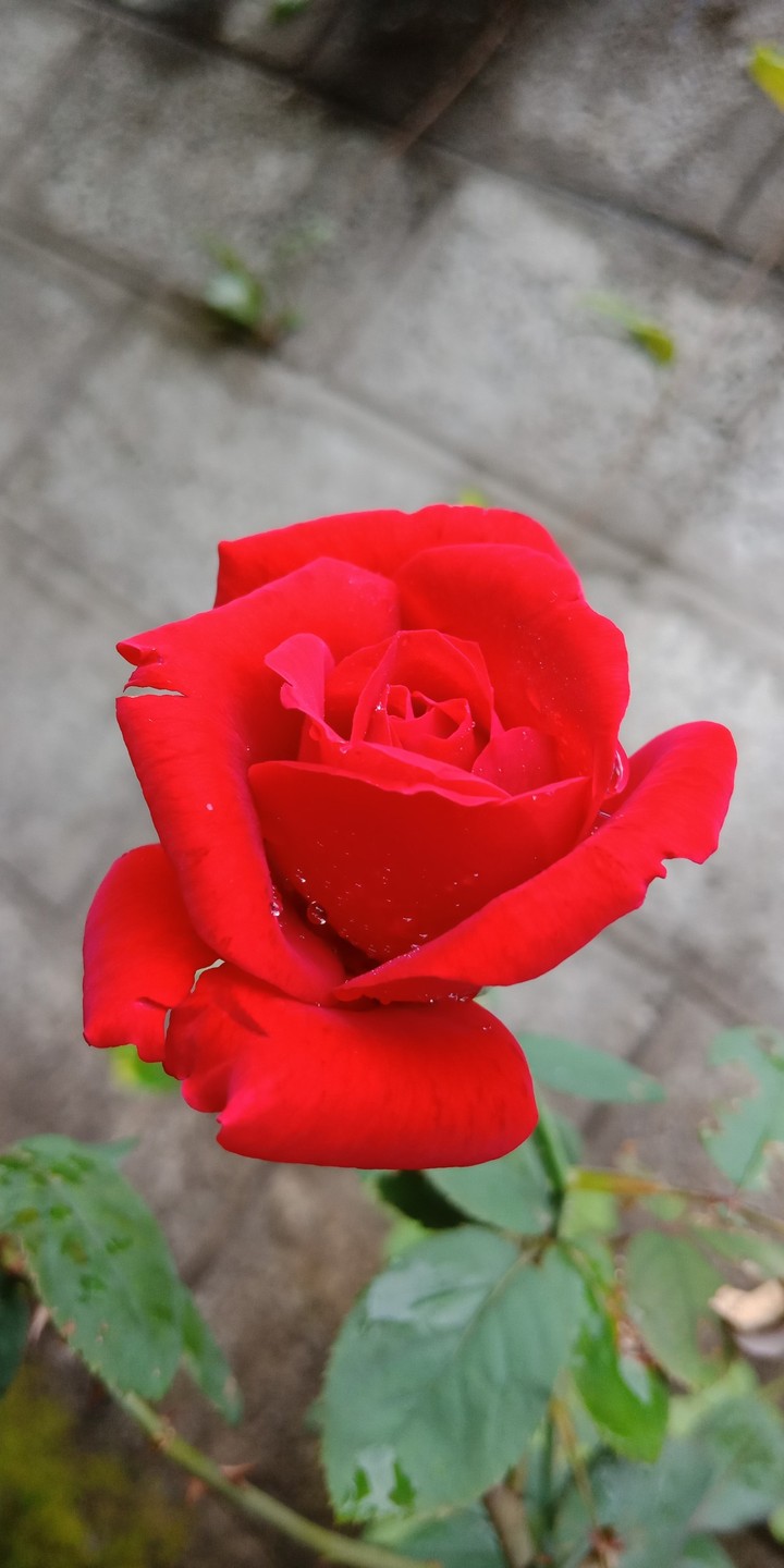 rose 
