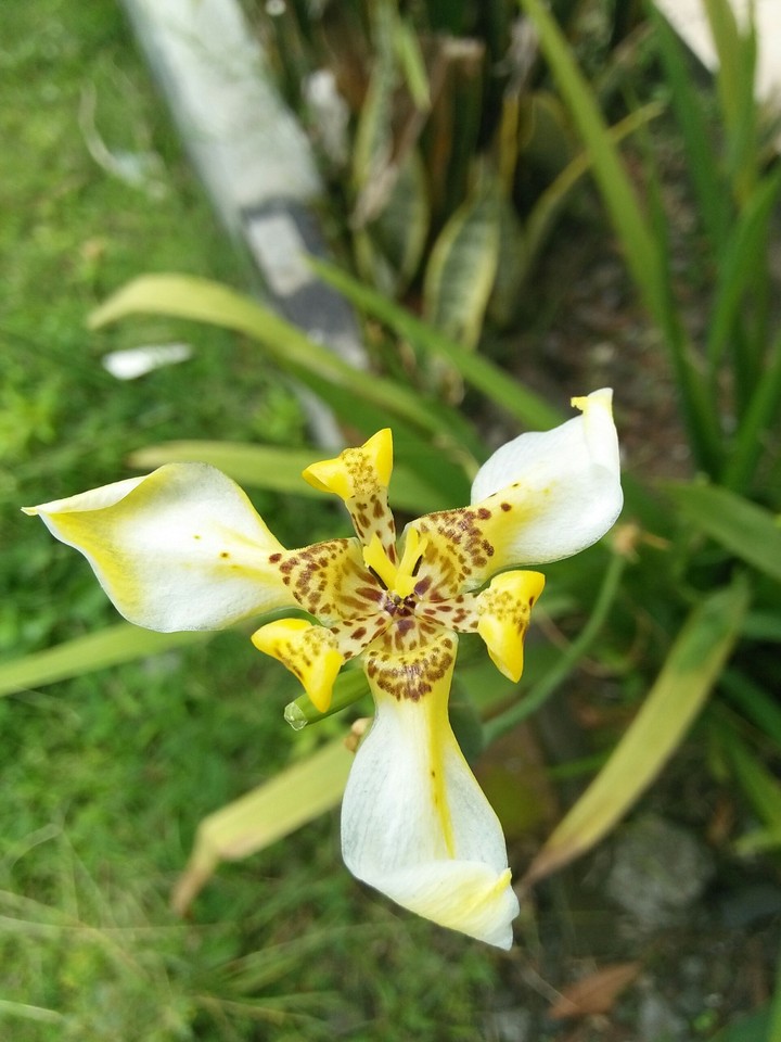 flower