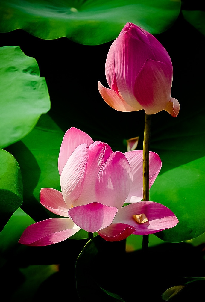 Lotus