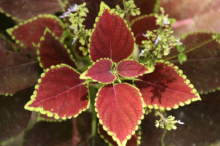 Colors of nature, beauty of leaves..