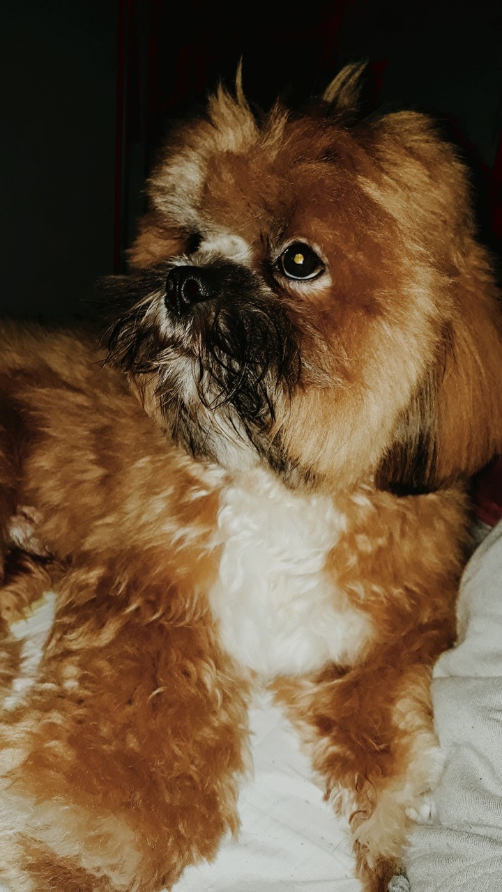 Dog