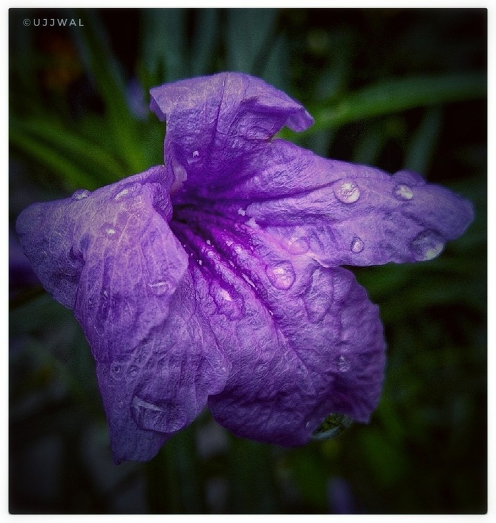 flower