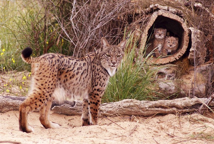 Lince ibérico