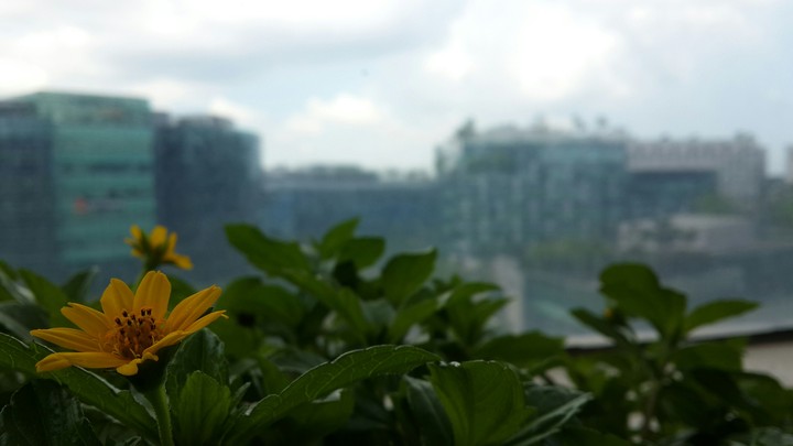 Flower Yellow