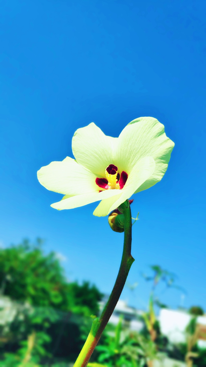 okra flowers