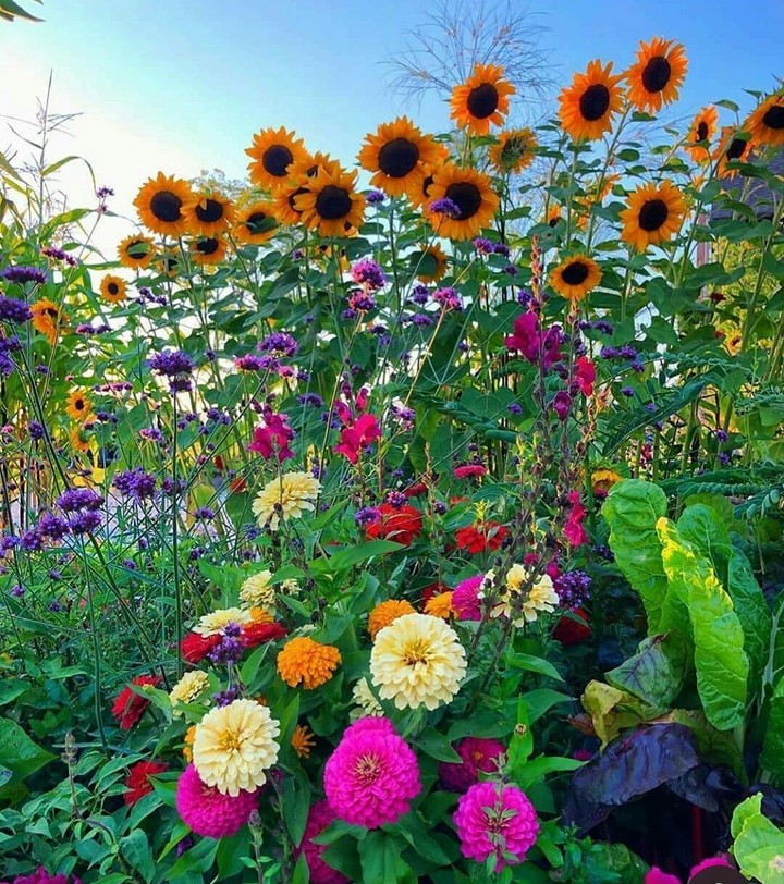 Flowers
