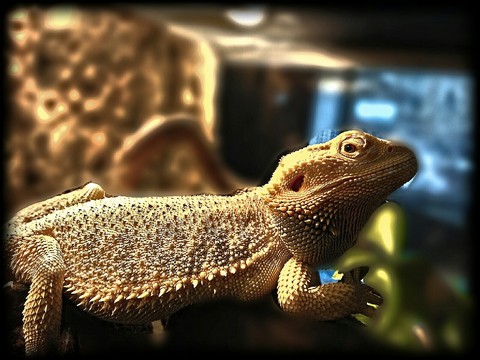 animal