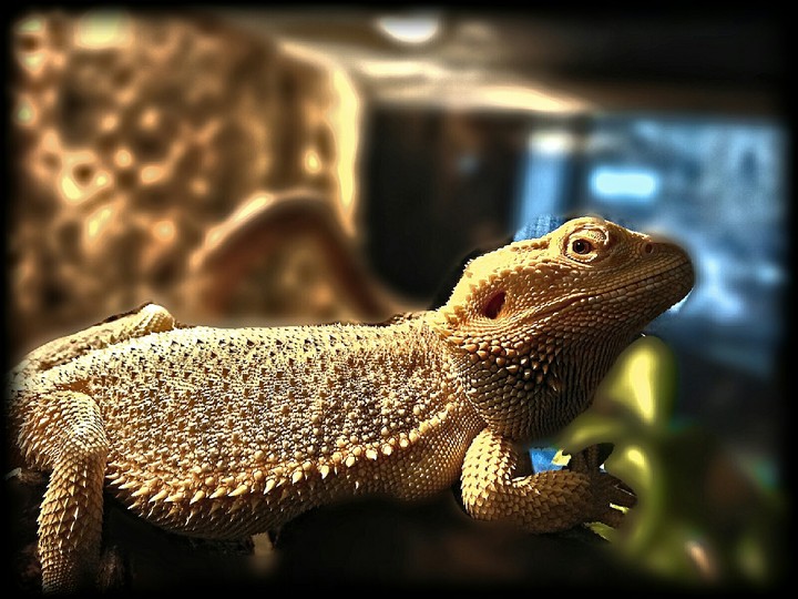 animal
