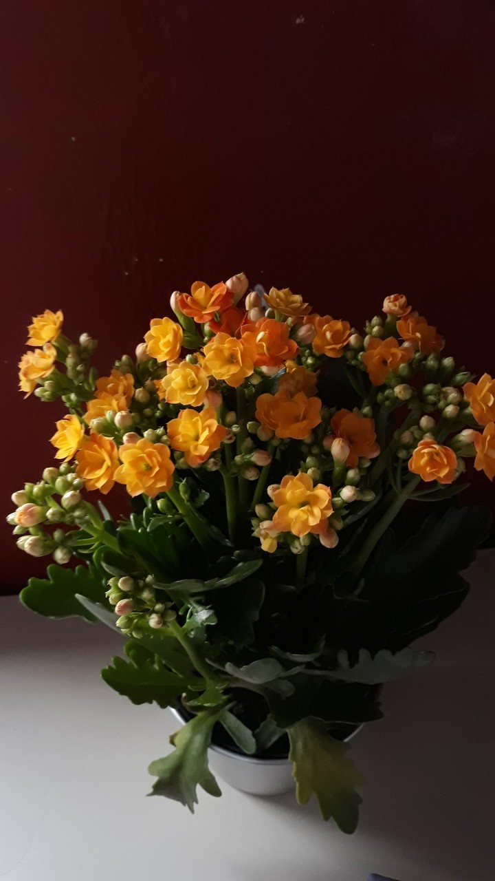 Flor