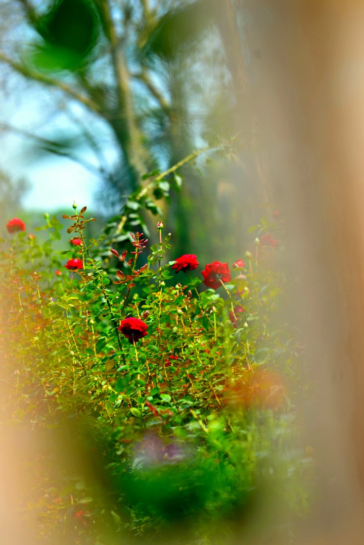 rose
