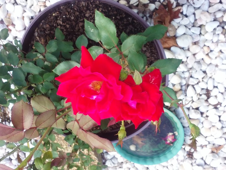 Rocks and Roses