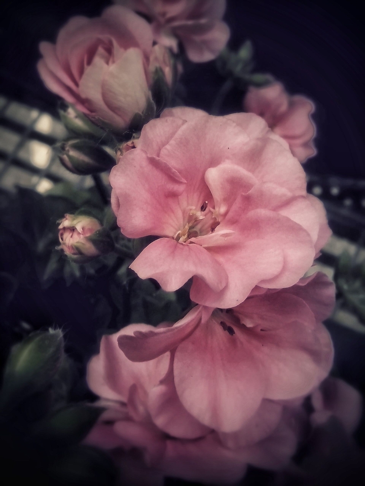 Rosa