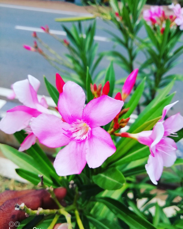 nature lover