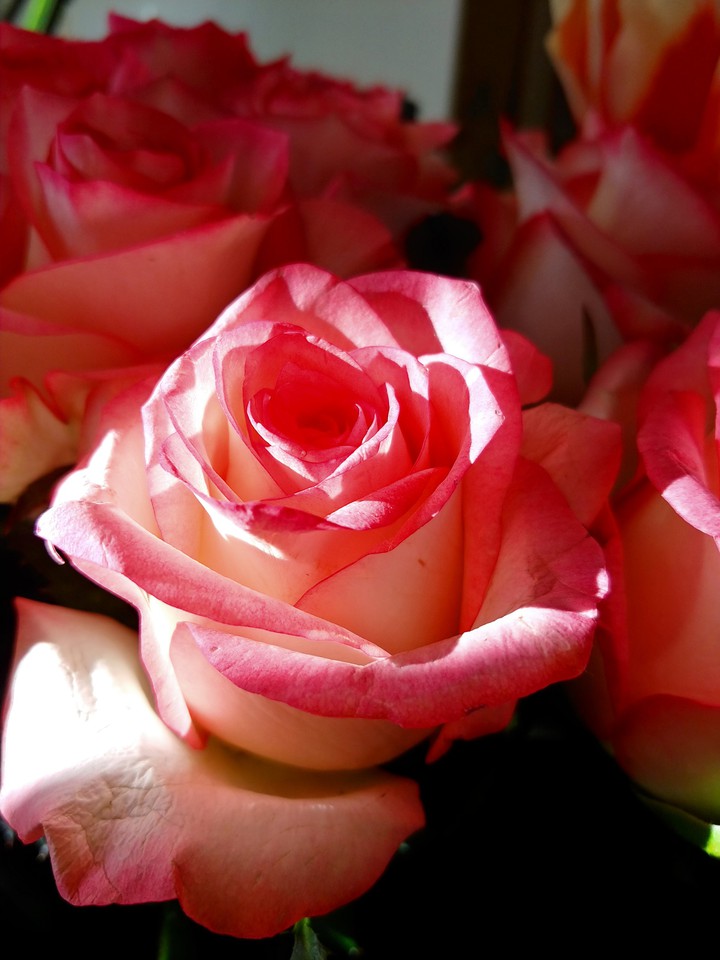rose