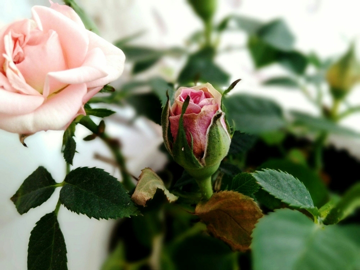 rose
