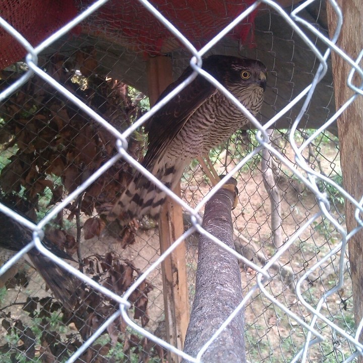 animal