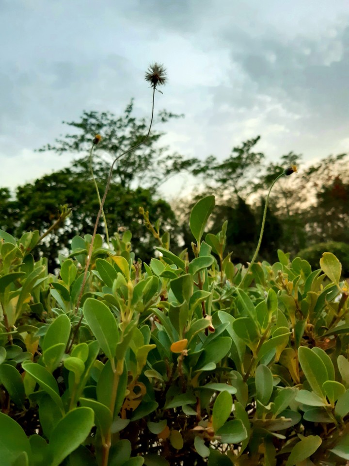 NATURE