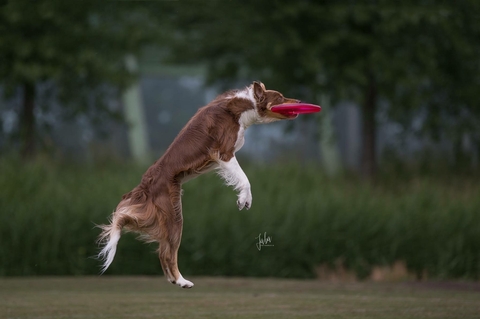 The Border Collie Because There Is No Better Dog