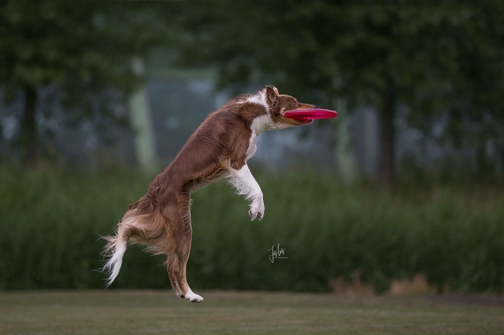 The Border Collie Because There Is No Better Dog
